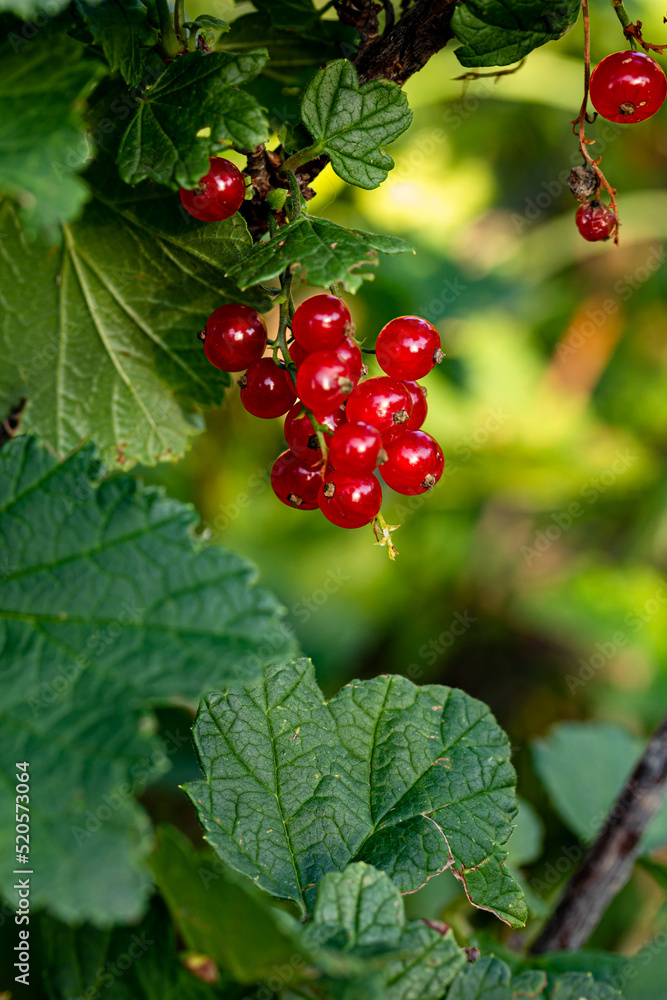 Branch of red currant on a bright sunny day, grren background, close up Branch of red currant on a bright sunny day, grren background, close up