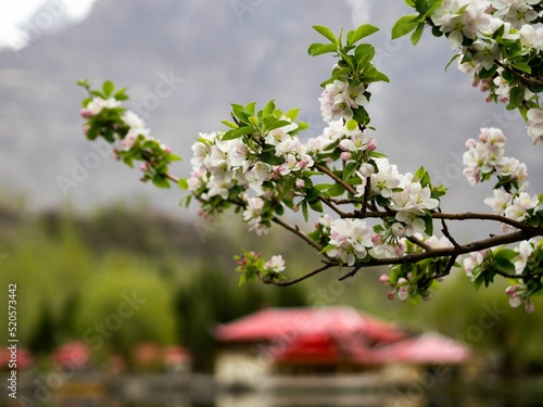 Obraz na plátne Selective focus shot of white plum blossoms on the branch on blur background