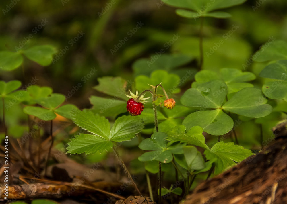 Wild strawberries in the forest. Strawberry closeup