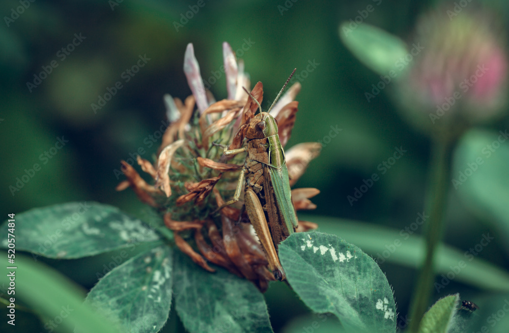 Grasshopper close-up on a clover flower. Green grasshopper macro photography
