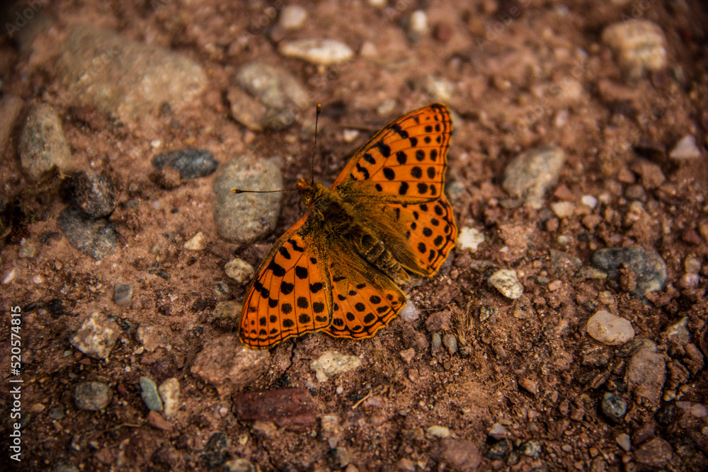 Queen of Spain fritillary butterfly