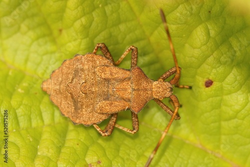 Εκτύπωση καμβά Closeup on a speckled brown herbivorous nymph instar Dock bug, Coreus marginatus