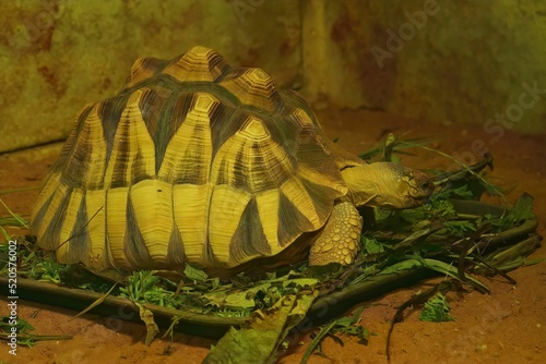фотографія Closeup on the critically endangered angonoka tortoise , Astrochelys yniphora en