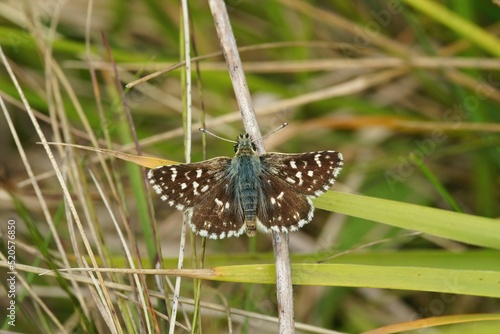 Closeup on a small red underwing skipper , Spialia sertorius, sitting on the ground with open wings photo
