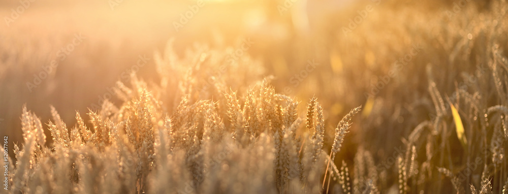 Growth nature harvest. Wheat field natural product. Ears of golden wheat close up. sunlight. Selective focus Growth nature harvest. Wheat field natural product. Ears of golden wheat close up. sunlight. Selective focus