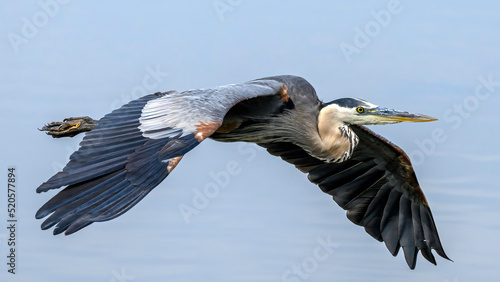 A Great Blue Heron in flight. Wild Birds. Wildlife.