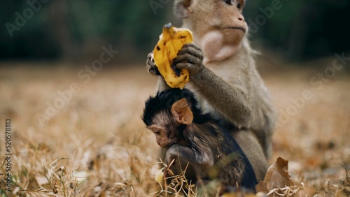 Photography Adorable monkey with a banana and the baby in the savanna