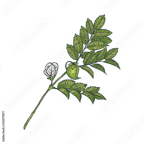 Flowering chickpea plant with flowers, sketch vector illustration isolated.
