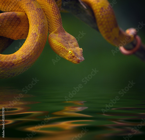 Yellow craspedocephalus puniceus Snake, Dangerous & Venomous  photo