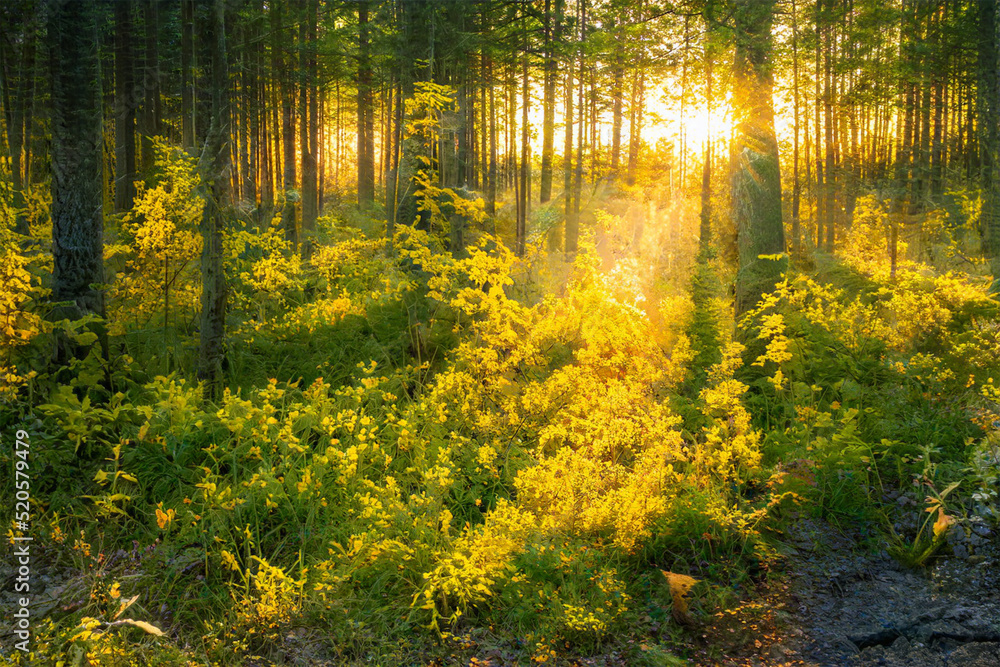 Fototapeta premium Magical sunset in the forest.