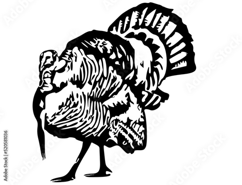 turkey