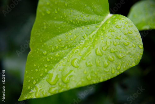 Hoja verde mojada por la lluvia