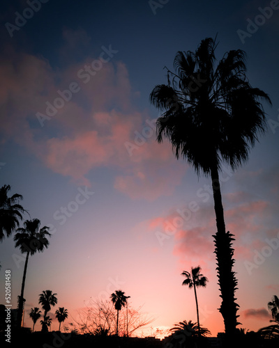Palm trees in barcelona spain during sunrise