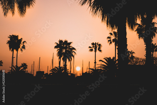 Palm trees and sunrise in Barcelona Spain