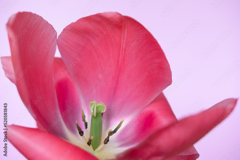 Fototapeta premium Big bright red flower tulip close up. Selective focus. Spring or summer concept. Spring background. Greeting festive card woman health