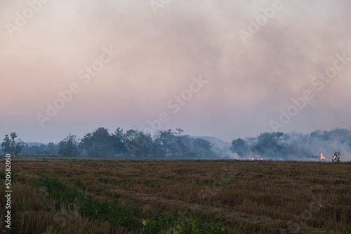 Rice plantation farm fire burn with smole after harvest