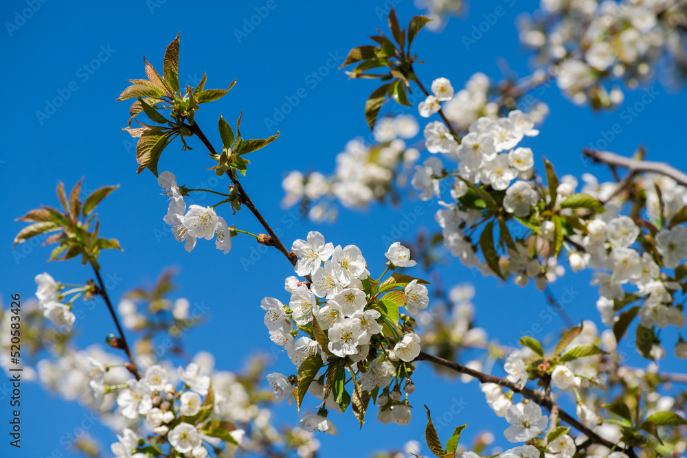 Obraz premium Nice white apple spring flowers branch macro photography nature awakening