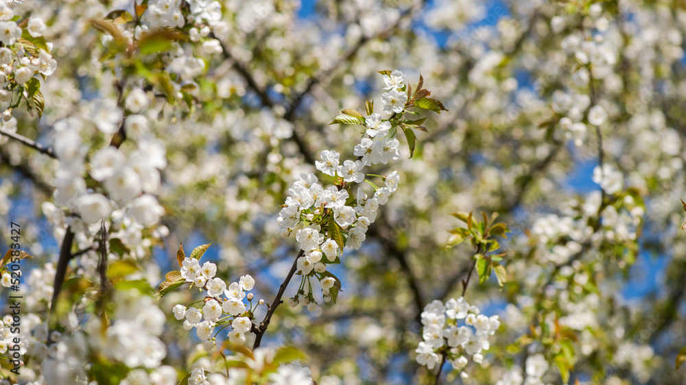 Nice white apple spring flowers branch macro photography nature awakening Nice white apple spring flowers branch macro photography nature awakening