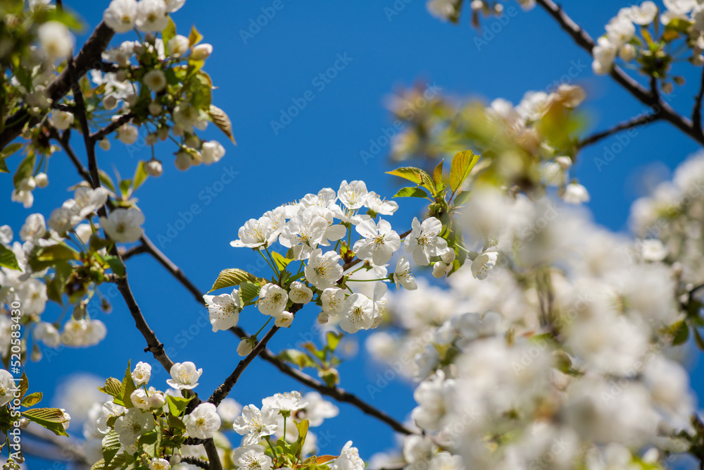 Nice white apple spring flowers branch macro photography nature awakening Nice white apple spring flowers branch macro photography nature awakening