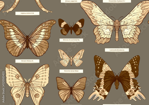 Set of insects: beetles, butterflies, moths, dragonflies. Etymologist's set. Seamless pattern, background. Vector illustration. In realistic style on military green, khaki background