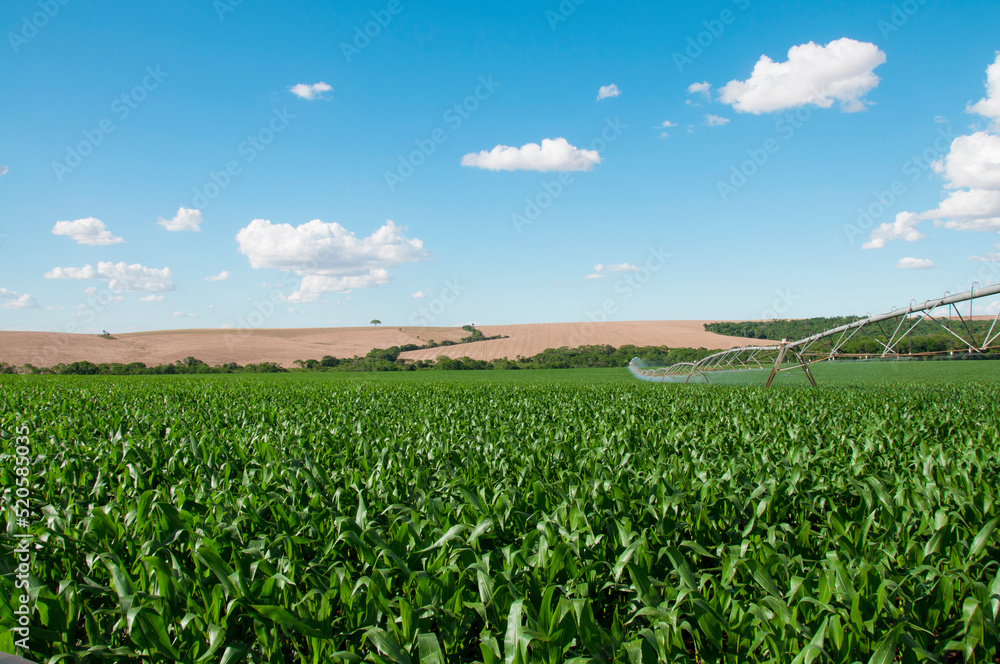 Corn field in spring with irrigation system for water supply, sprinklers sphashing water to plants Corn field in spring with irrigation system for water supply, sprinklers sphashing water to plants