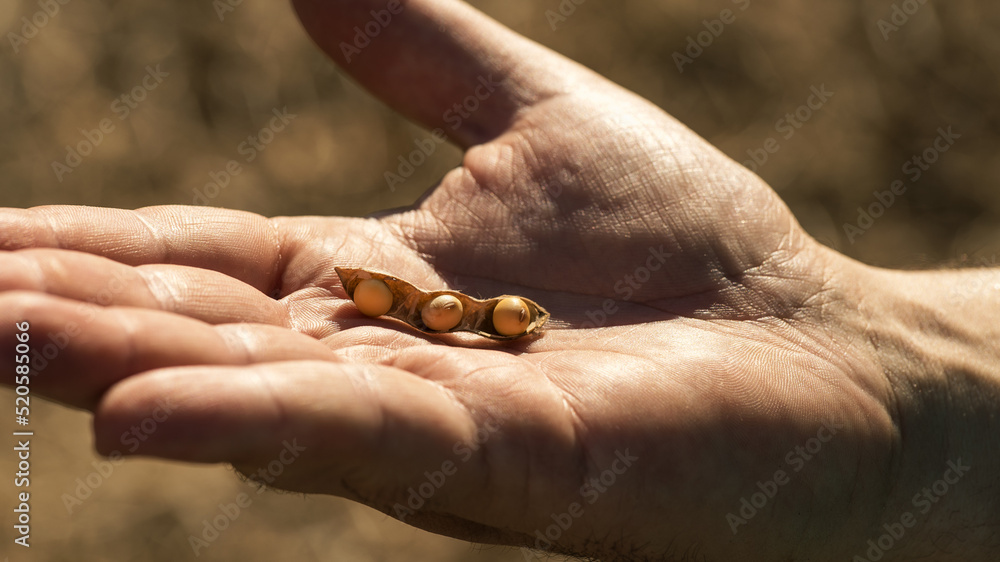 hand holding a soybean seed