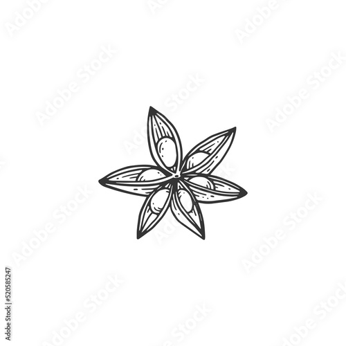 Hand drawn in black line anise star, engraving vector illustration isolated.
