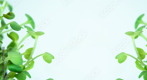 Microgreens sprouts isolated on white background. Vegan micro sunflower greens shoots. Growing sprouted sunflower seeds, microgreens closeup, minimal design, banner