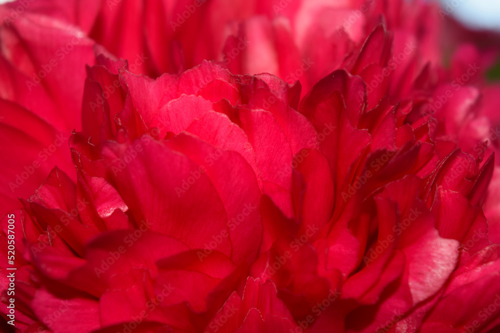 Close-up of brightly colored double peony flower - vibrant red color Close-up of brightly colored double peony flower - vibrant red color