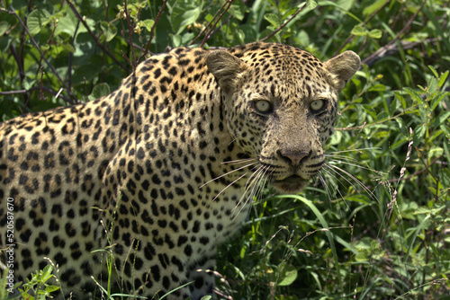 Leopard Looking at Camera