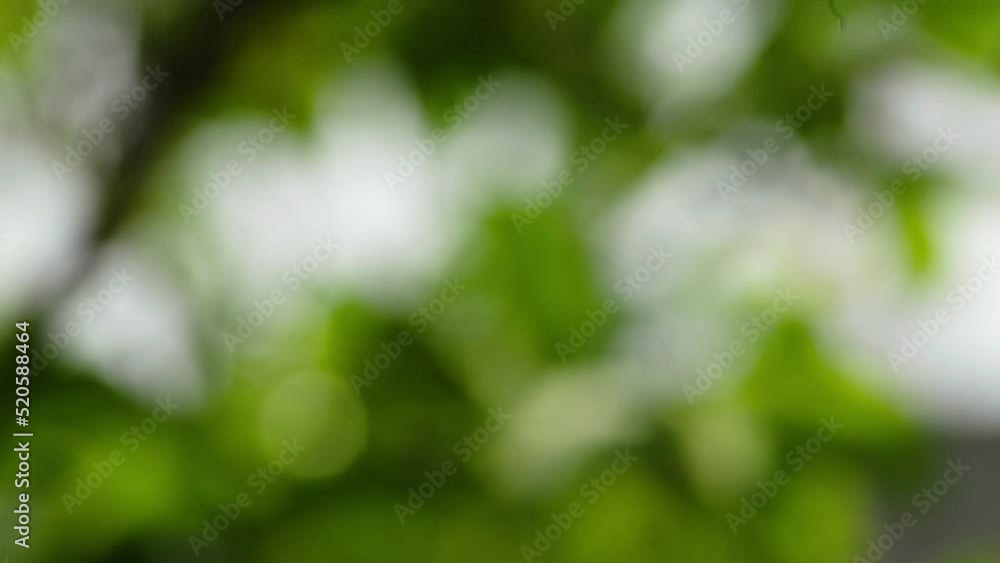 blurred background of green and fresh leaves. guava tree with defocused moving leaves. green grass background blurred background of green and fresh leaves. guava tree with defocused moving leaves. green grass background