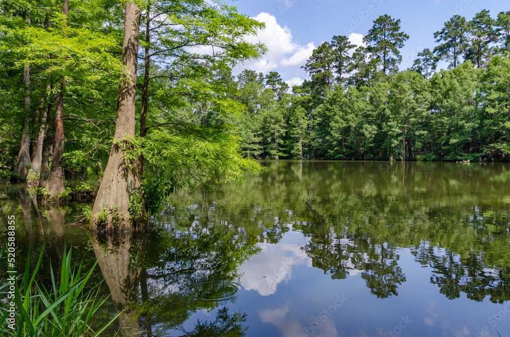 Fototapeta premium A pond in the Stahl Preserve along the Spring Creek Greenway Trail in Spring, Texas.