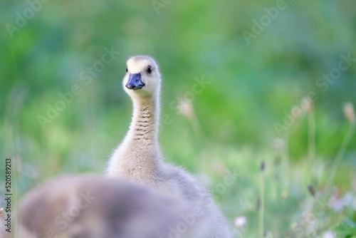 Little gosling walking on the meadow photo