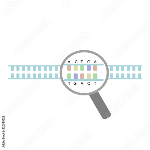 The DNA detection concept that represents a magnifying glass is observing the DNA sequence of double strand DNA
