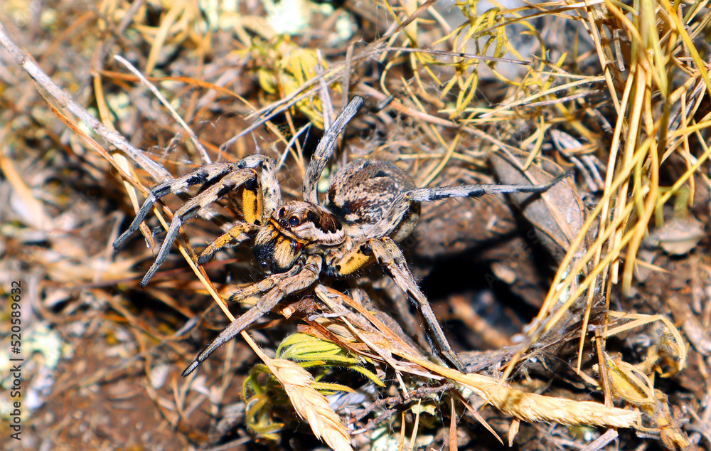 Large earthen wolf spider in its hole awaits prey. Close up. Lycosidae, Hogna. Entelegynae. Horror. Arachnidae, animals of the mountains of Spain Large earthen wolf spider in its hole awaits prey. Close up. Lycosidae, Hogna. Entelegynae. Horror. Arachnidae, animals of the mountains of Spain