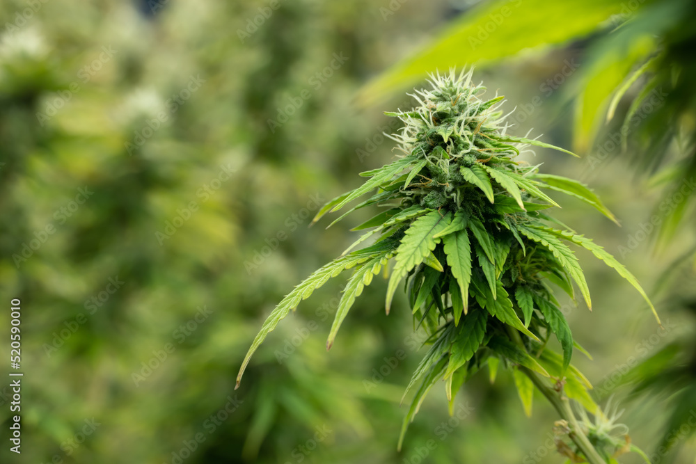 Blooming Cannabis Cola For Marijuana Farm Concept Blooming Cannabis Cola For Marijuana Farm Concept