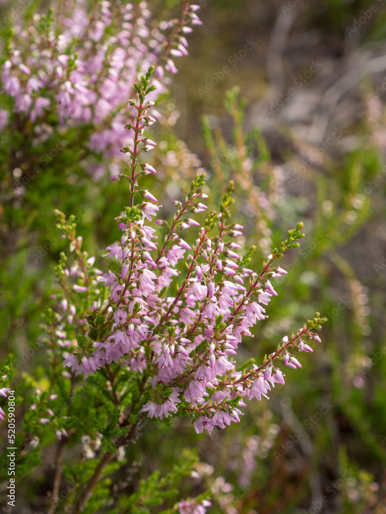 Obraz premium heather on a summer day close up