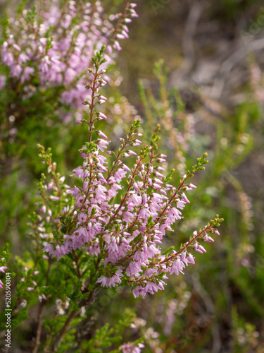 heather on a summer day close up