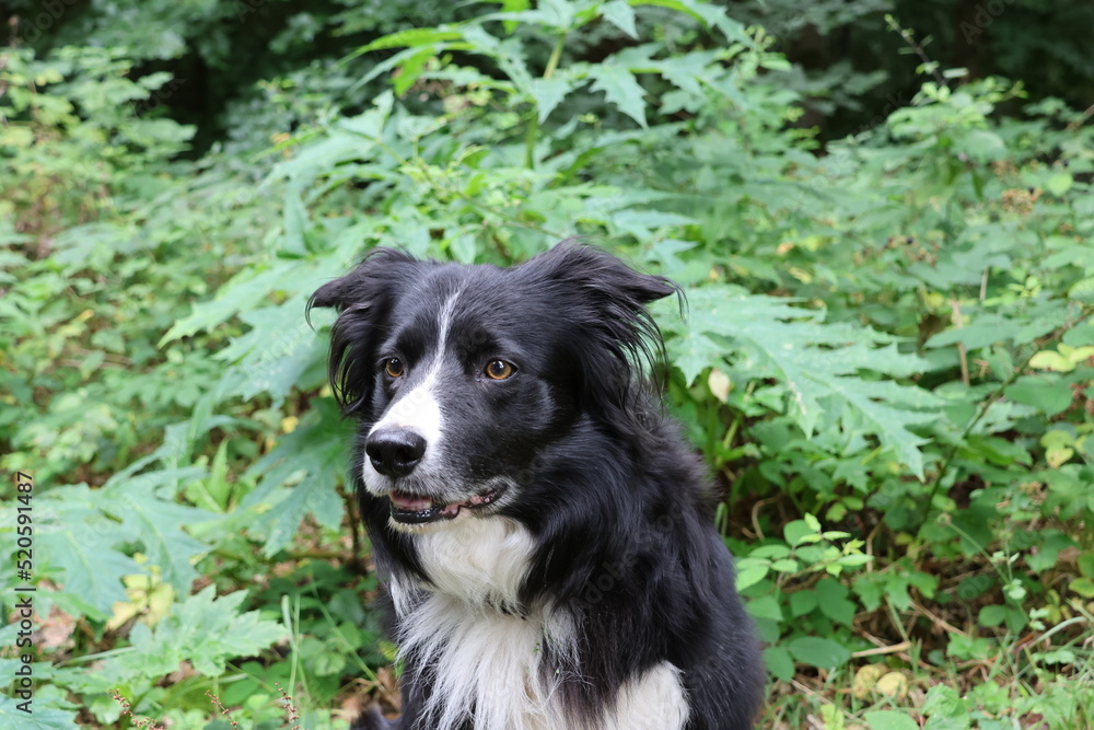 Fototapeta premium Bärenklau Gefahr am Wegesrand 