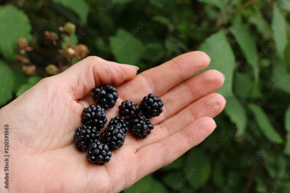 gesammelte reife Brombeeren in einer Hand vor einem Brombeerbusch im Wald im Sommer gesammelte reife Brombeeren in einer Hand vor einem Brombeerbusch im Wald im Sommer