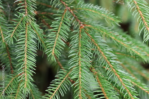 Ausschnitt, Close-up von einem grünen Fichtenzweig im Wald photo