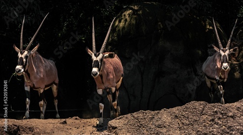 Fotografie, Tablou Wild oryx antelopes walking on the arid ground