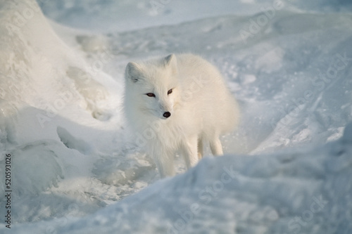 Arctic fox in winter fur