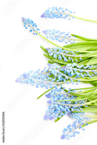 Hyacinth flowers isolated on white background