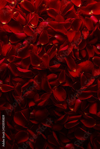 A lot of petals of red roses