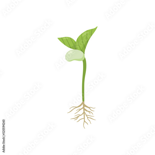 Germination process with kidney bean, roots and first leaves, flat vector illustration isolated on white background.