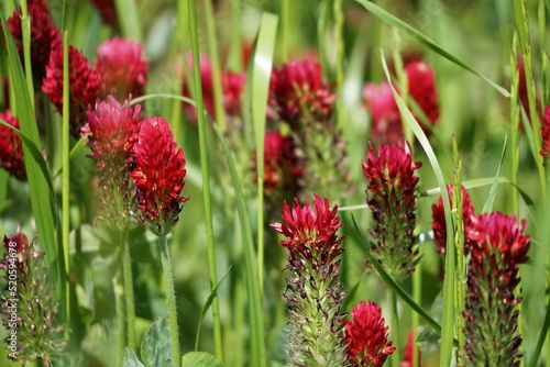 Selective focus shot of a green field of red Broomrapes