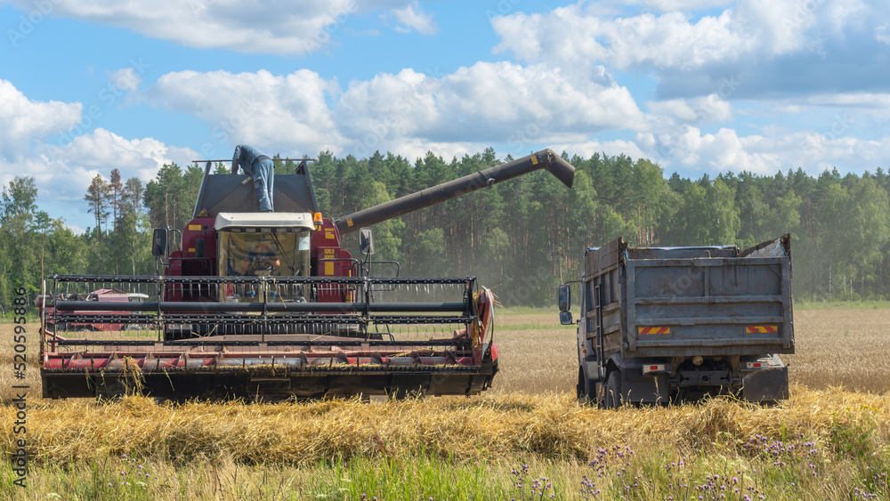 Fototapeta premium Combine harvester harvesting on the field. Harvesting wheat. Harvester machine working in field.