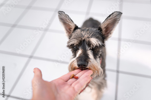 Close up of a young adult feeding a schnauzer dog with his hand