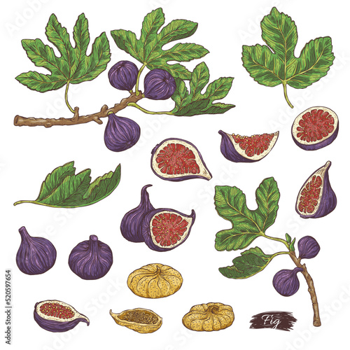 Set of fig plant parts and leaves, sketch vector illustration isolated.